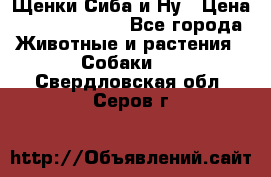 Щенки Сиба и Ну › Цена ­ 35000-85000 - Все города Животные и растения » Собаки   . Свердловская обл.,Серов г.